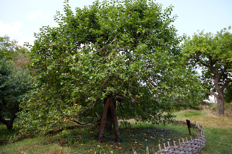 Isaac Newton's 400 year old apple tree